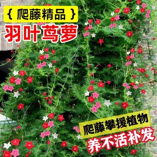 羽叶茑萝种子爬藤植物四季播种开花五角星花种籽子大全庭院花籽孑