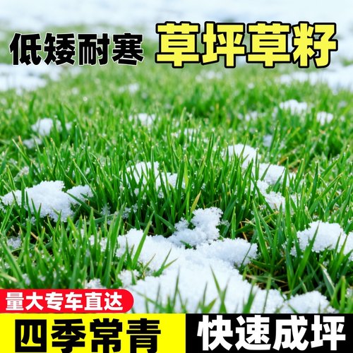 四季青草坪草籽四季常青耐寒耐旱公园庭院小区绿化护坡耐践踏种子