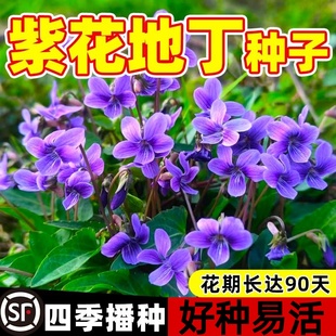 紫花地丁种籽中药材紫花地丁花种子四季种植盆栽药用苦地丁种孑
