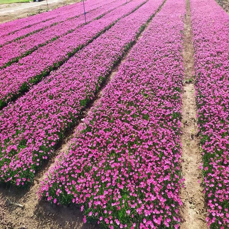 欧石竹种子草坪苗花籽花苗带花盆栽地被植物庭院阳台花卉开花草坪