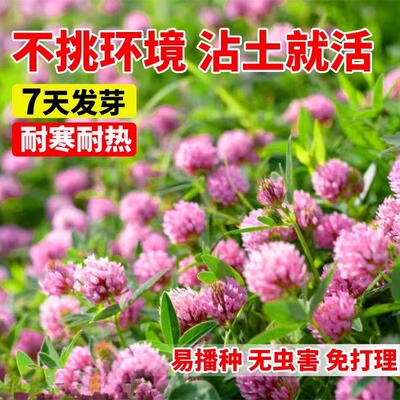 三叶草种子绿肥白三叶红三叶草籽幸运草四季常青护坡绿化草坪种籽