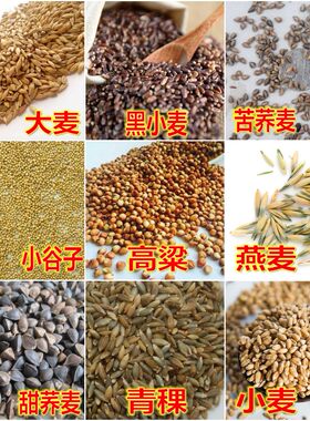 五谷杂粮荞麦种子红高粱青稞