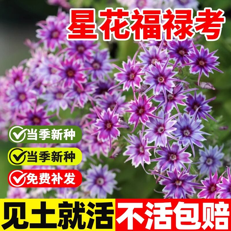 福禄考种子混色四季种室外春季秋季好播易种庭院花园花卉种子