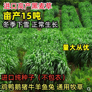 牧草种子黑麦草子种籽多年生南北方四季种植畜牧养殖牛羊猪鱼草籽