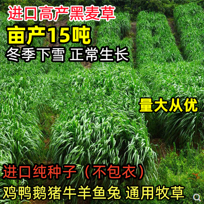 牧草种子黑麦草子种籽多年生南北方四季种植畜牧养殖牛羊猪鱼草籽 - 封面
