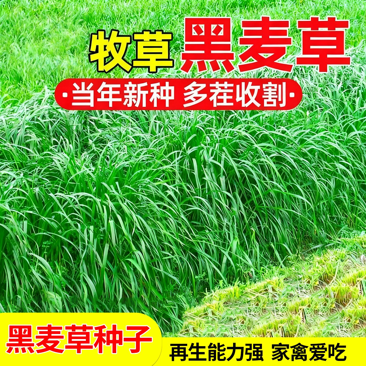 黑麦草种籽子种多年生耐寒四季牧草种子畜牧养殖草种喂鸡牛羊鱼草