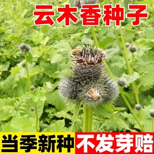 云木香种子新采云木香农业材野生木香新型常用四季种植庭院种子籽