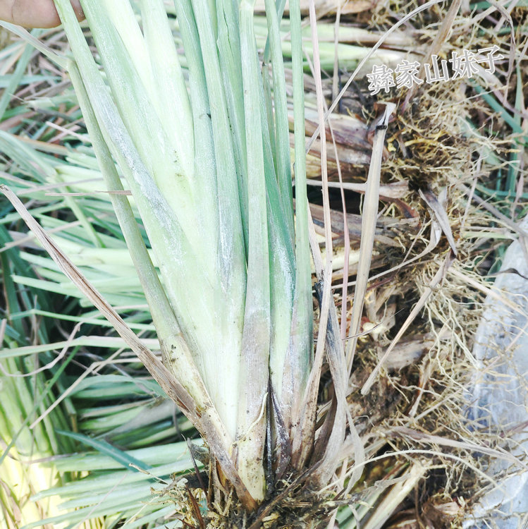 新鲜香茅草苗柠檬草种苗盆栽泰国冬阴功香茅苗带根带泥土发货