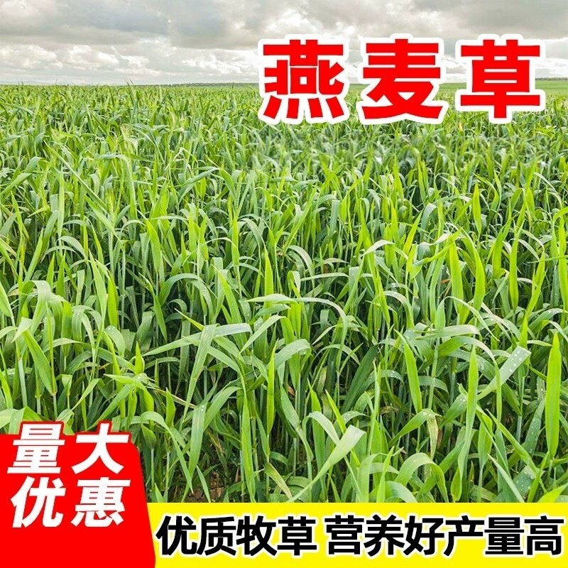 燕麦种子四季养殖饲用牧草种籽高产绿肥喂牛羊鸡鸭鹅兔子鱼草草籽