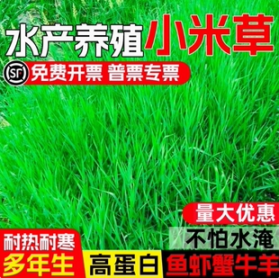 小米草种子养殖水草鱼虾蟹牧草种籽高蛋白水草专用喂鱼草籽四季青
