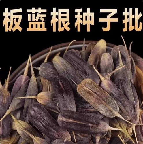 散装板蓝根种子苗中药材大青叶种籽500g四季种植清热解毒植物种孑
