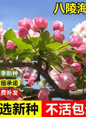 当年新采八棱海棠树种子怀来海棠