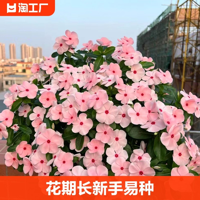 长春花种子日日春花四季开花种籽孑子室外活盆栽春天种孑种植阳台