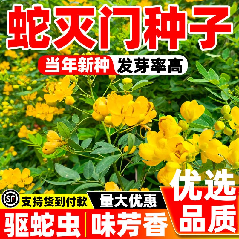 蛇灭门种子四季种植望江南野决明凤仙花防蛇驱蛇室外植物苗草种籽