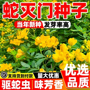 蛇灭门种子四季种植望江南野决明凤仙花防蛇驱蛇室外植物苗草种籽