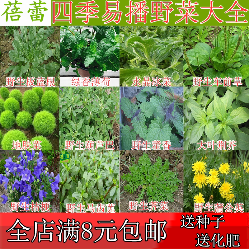 有机野菜种子荆籽藿香金花菜一点红冰菜薄荷救心菜益母草阳台盆栽