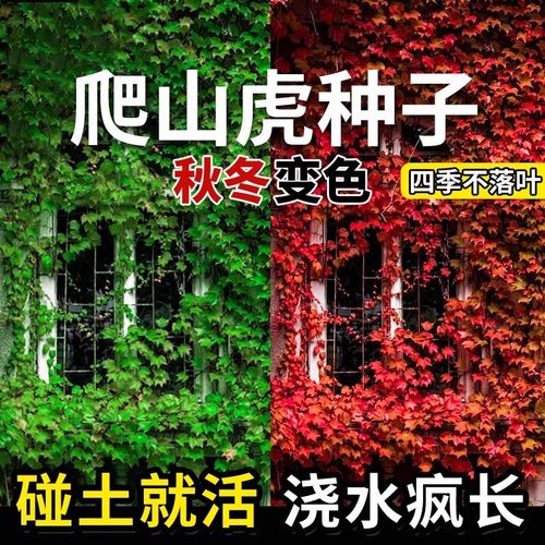 爬山虎种子树苗四季耐寒花种籽