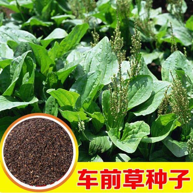 食用车前草种子平车前野菜四季播种中药材车轮菜野生车前子籽包邮