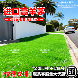 进口高羊茅草籽四季常青种籽公园景区工程绿化多年生耐踩踏草种子