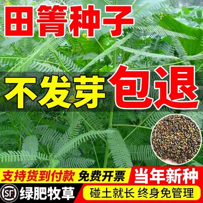 田箐种子碱菁涝豆耐涝田青盐碱土壤改良牧草草籽果园固氮绿肥种籽