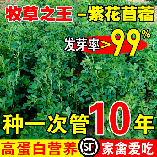 多年生南北方芽苗菜绿化紫花苜蓿