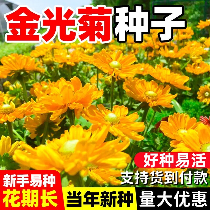 金光菊种子易种易活多年生花种籽孑庭院室外盆栽景观绿化花卉耐寒图片