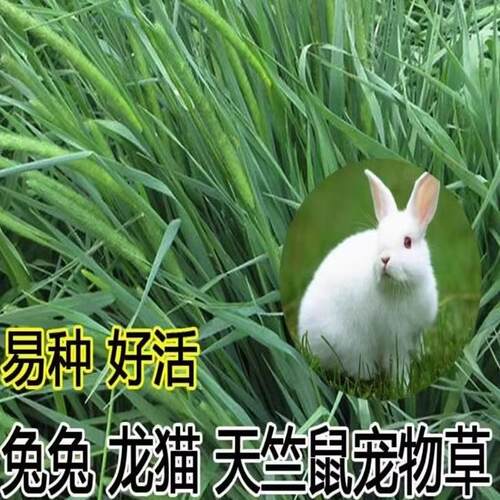提摩西种子兔子豚鼠荷兰猪龙猫草籽四季多年生牧草种子猫尾草种籽