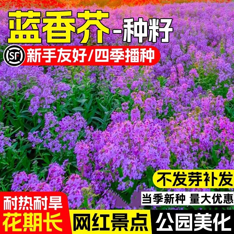 蓝香芥花种籽子四季播种开花室内外阳台庭院盆栽种籽景观花海花籽