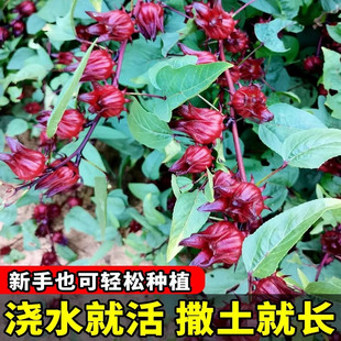 洛神花种子红桃k种子籽四季红金梅种孑四季盆栽开花玫瑰茄苗籽