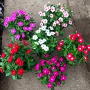 播种开花易活庭院盆栽花卉室内外五瓣梅种籽 长春花种子日日春四季