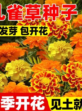 室外阳台金盏菊播种四季矮花