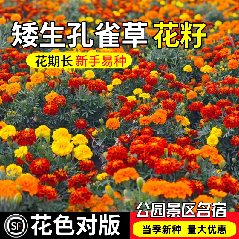 矮生重瓣孔雀草花籽四季播种易活绿化耐寒花卉阳台庭院鲜花种籽子
