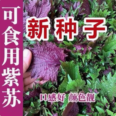 可食用双面红大叶种子