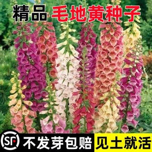 毛地黄花种四季种植开花盆栽花苗阳台庭院观赏花卉多年生易活花籽