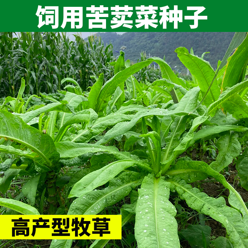 多年生牧草苦麦菜种籽四季耐旱苦荬菜种子鱼苦麻菜鸡鸭草猪兔鹅菜