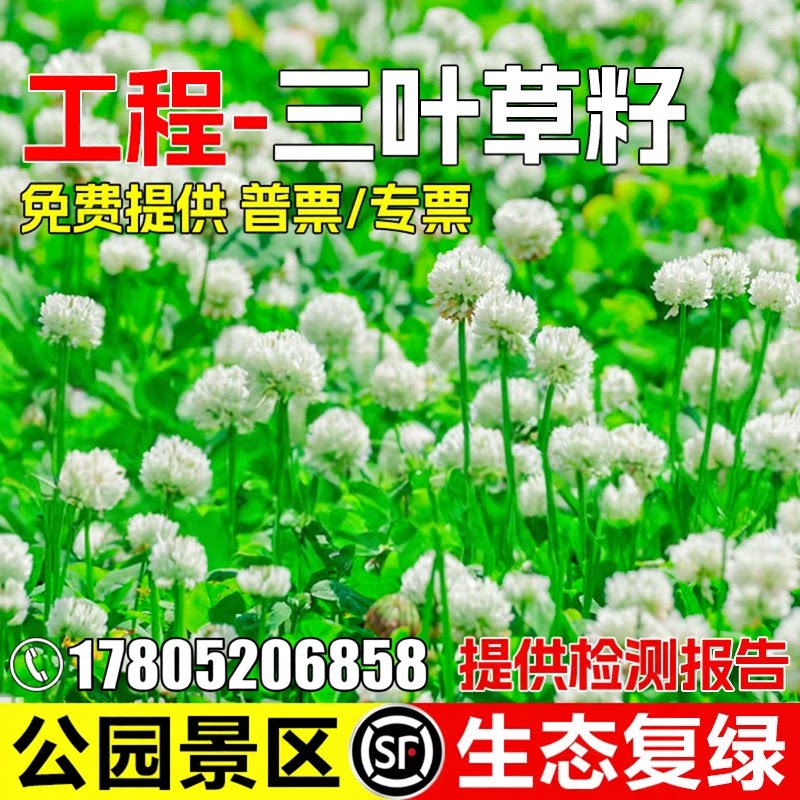 白三叶草种子四季常青公园景区绿化工程生态复绿草籽红三叶草种籽