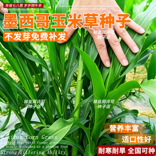 墨西哥玉米草种籽进口高丹苏丹草鸡鸭鹅牛羊鱼草种子四季高产牧草
