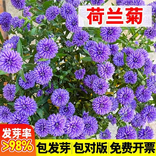 荷兰菊种子紫菀花籽四季生