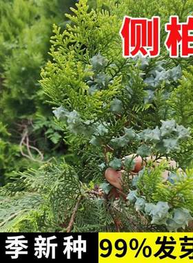 林木种子侧柏扁柏优质