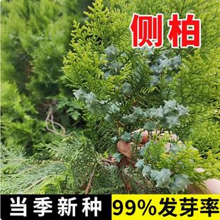 野生优质侧柏扁柏松柏树籽散装春季秋季播种绿化植物观叶林木种子
