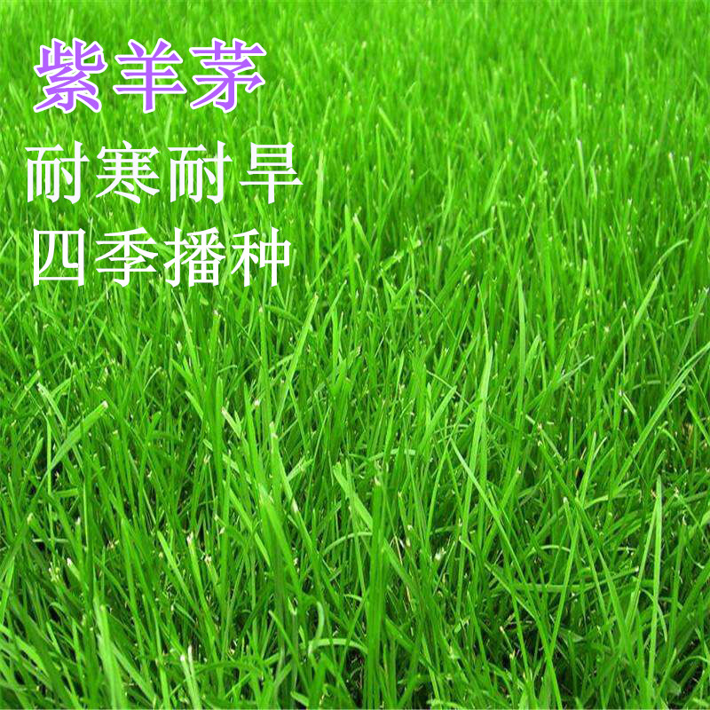 耐寒草坪种子高原种植紫羊茅种植绿化护坡耐抗旱耐践踏紫羊茅草籽