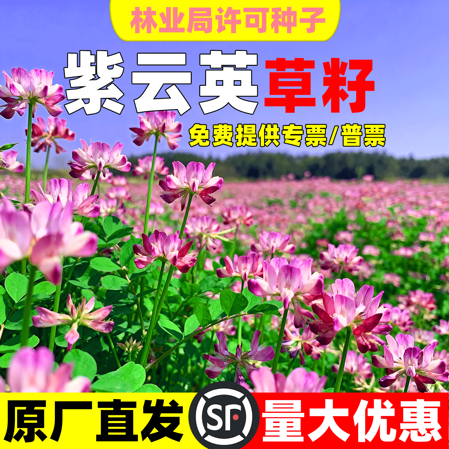 紫云英种子四季牧草种子食用高产红花草种子蜜源固氮果园绿肥草籽
