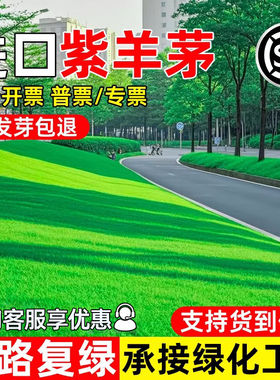 紫羊茅矮生耐寒护坡固土庭院绿化