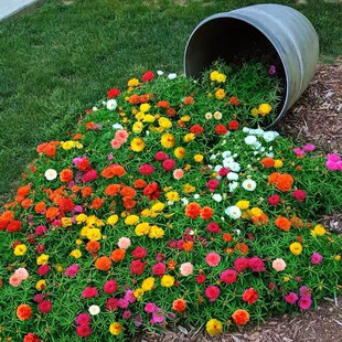 重瓣太阳花种孑庭院花种子籽四季播种开花七彩花籽室外易活花种子