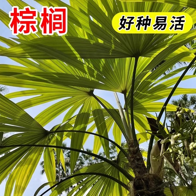 空气棵培净化植物精品棕树