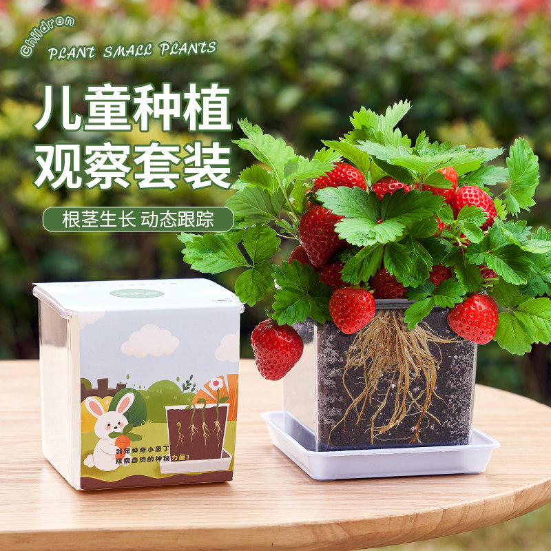 草莓种籽子套装儿童种植小盆栽向日葵凤仙花种实验植物孑多季结果