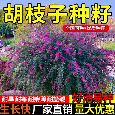 二色胡枝子截叶胡枝子达乌里胡枝子护坡固土灌木草籽绿化