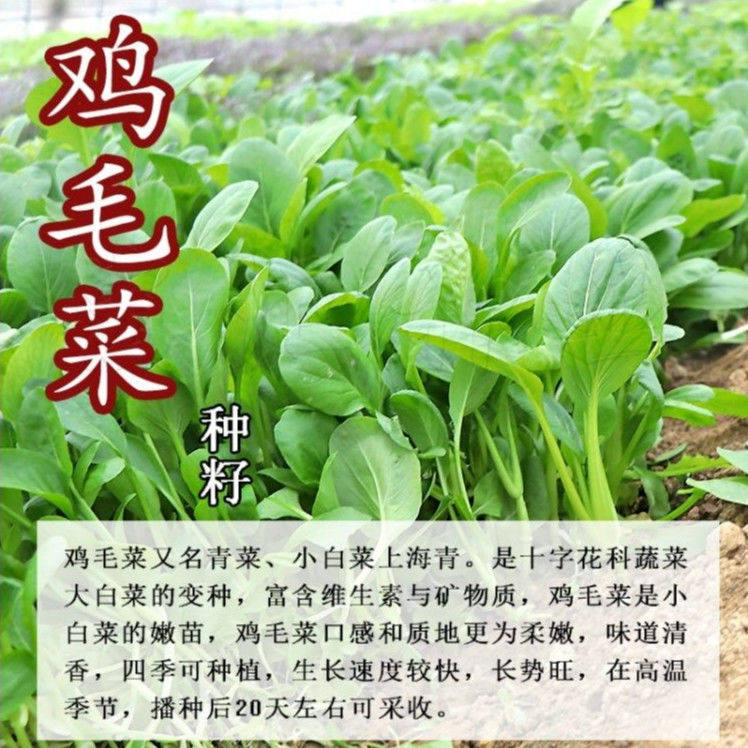 鸡毛菜种子种籽四季小白菜青菜油菜上海青18天阳台盆栽蔬菜蔬莱孑