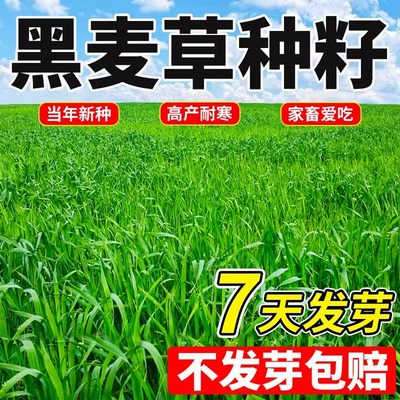 四季牧草牧草鱼草四季收割