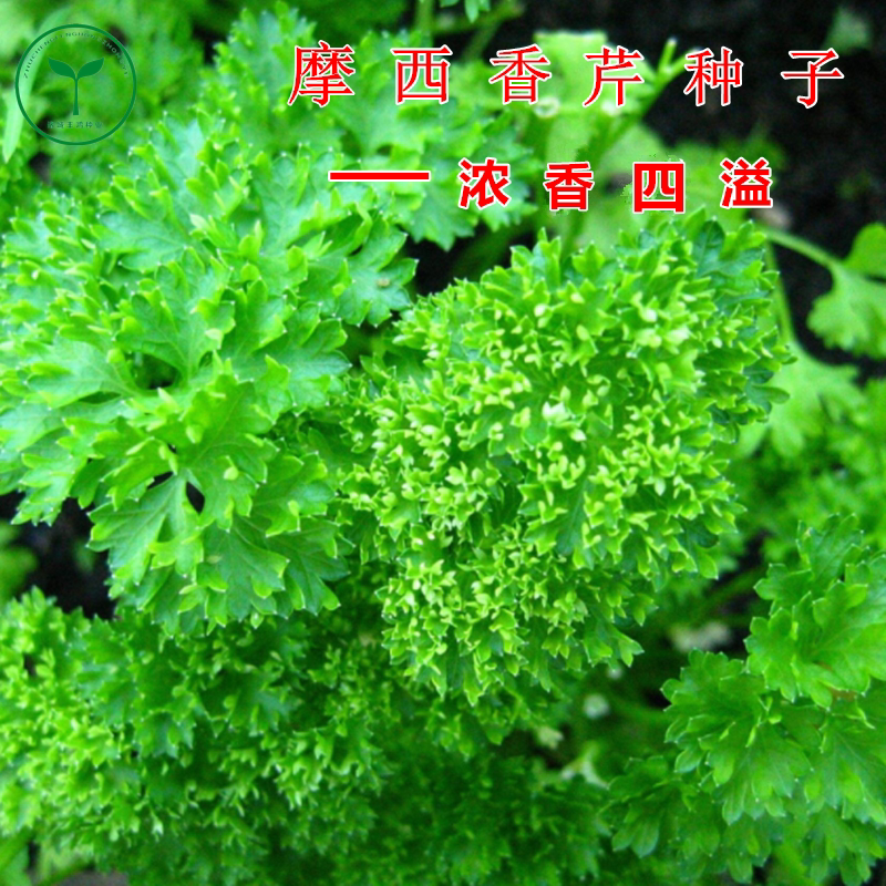 欧芹籽法香种子摩西香芹洋香菜 芹菜芫荽盆栽 法香香草种籽皱叶菜